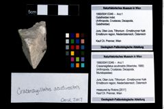Foto (Objekt + Etikett) von Cracensigillatus acutirostris (Moericke, 1889)  (NHMW-GEO-1990-0041-3346)